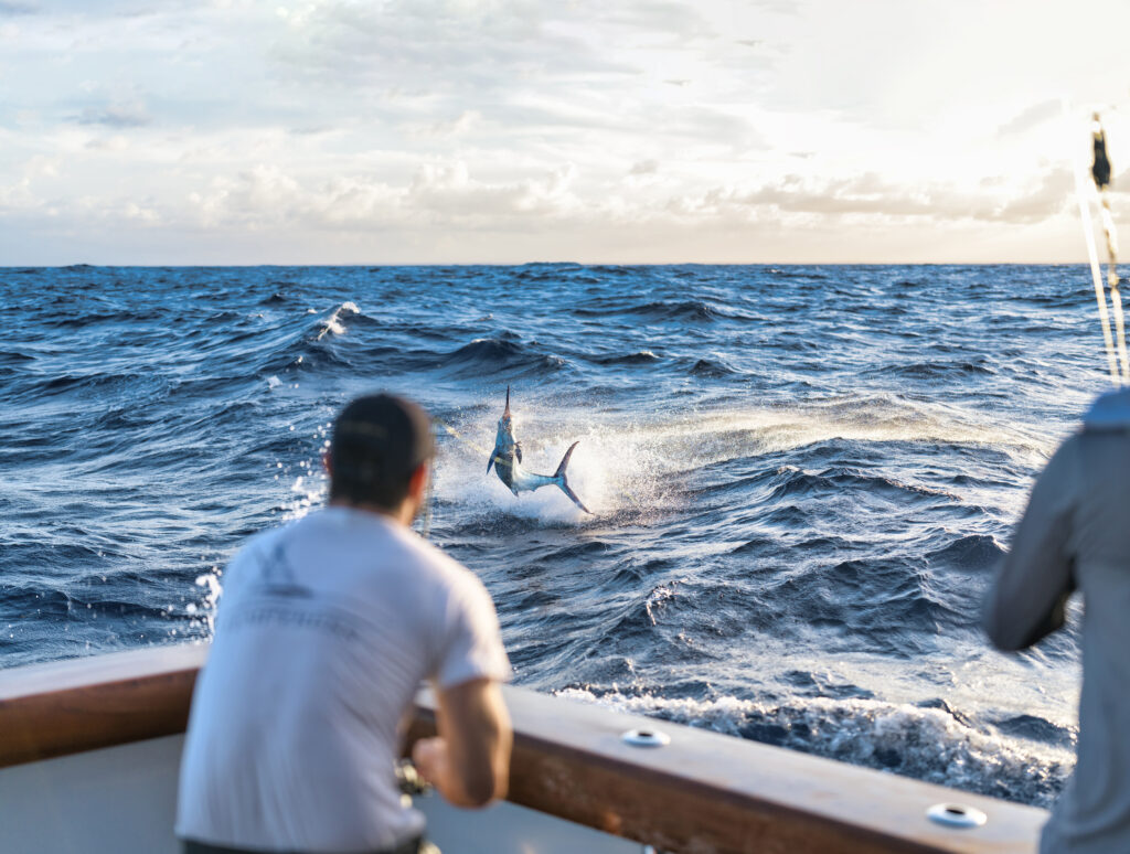 pesca marlin cap cana
